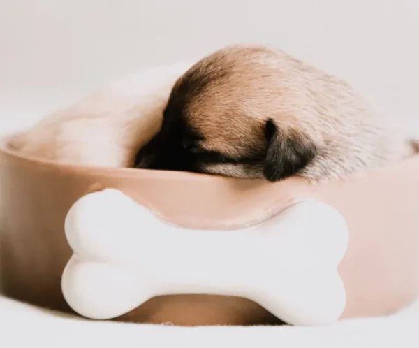 product-thumb-7_optimized Quisque Sagittis