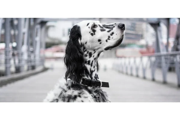 Labbvenn Kollu dog collar black