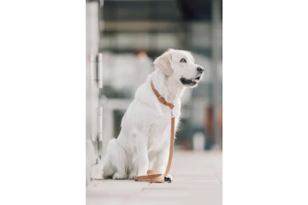 Labbvenn kollu collar camel