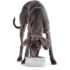 Laboni Design feeding bowl Rocky