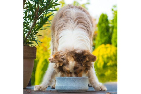 Laboni Design feeding bowl Rocky