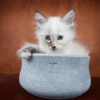 Laboni Design feeding bowl Rocky