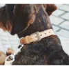 miacara-cane-bergamo-hondenhalsband-natuurlijk Cane Bergamo, Dog Collar, Natural