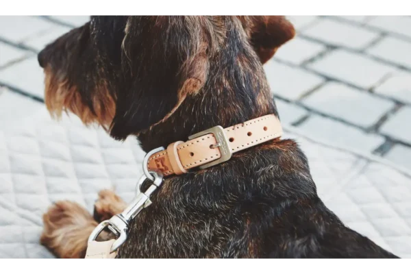 miacara-cane-bergamo-hondenhalsband-natuurlijk Cane Bergamo, Dog Collar, Natural