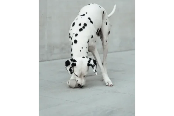 miacara-cane-cono-activiteit-speelgoed-salie (3) Cane Cono, Activity Toys, Sage