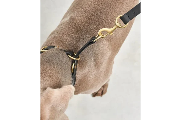 Cane Fano, Slip Line, Black