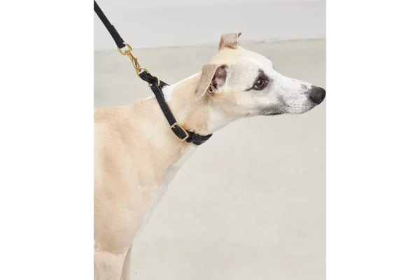 Cane Fano, Slip Line, Black