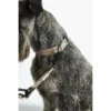 Cane Modena, Dog Collar, Greige