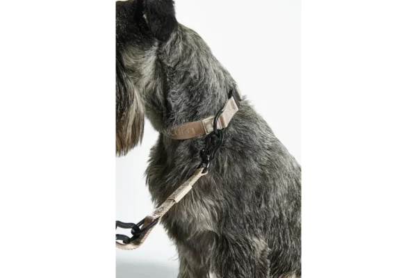 Cane Modena, Dog Collar, Greige
