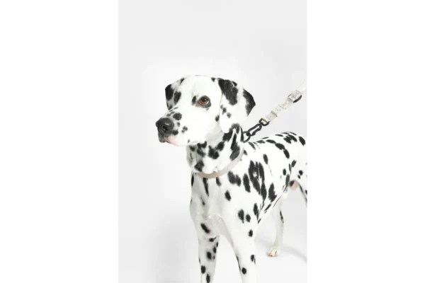 Cane Modena, Dog Collar, Greige