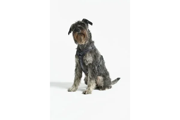 Cane Modena, Dog Harness, Asphalt