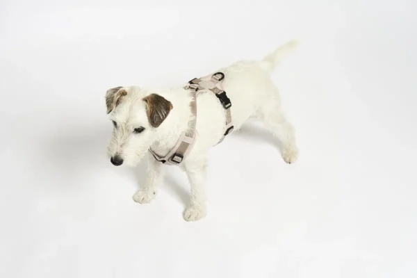 miacara-cane-modena-hondentuig-greige (2) Cane Modena, Dog Harness, Greige