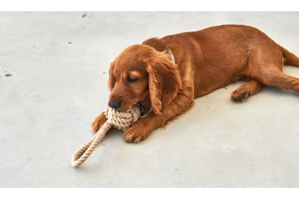 Cane Nodo, Rope Toy, Greige