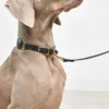 Cane Palermo, Dog Collar, Black