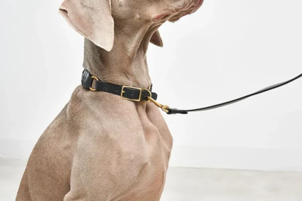 Cane Palermo, Dog Collar, Black