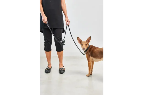 Cane Palermo, Dog Collar, Black