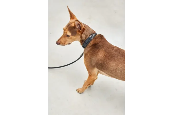 Cane Palermo, Dog Collar, Black