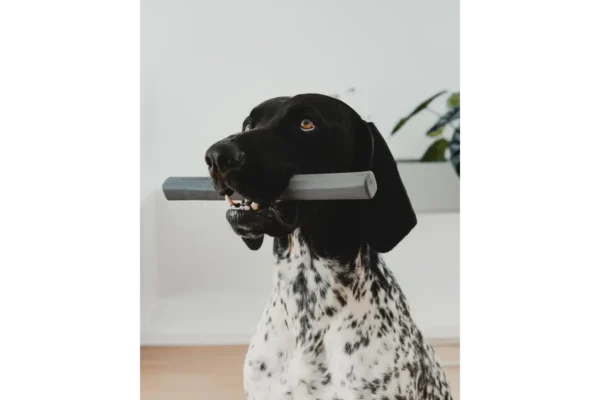 Cane Ramo, Retrieving Toy, Sage