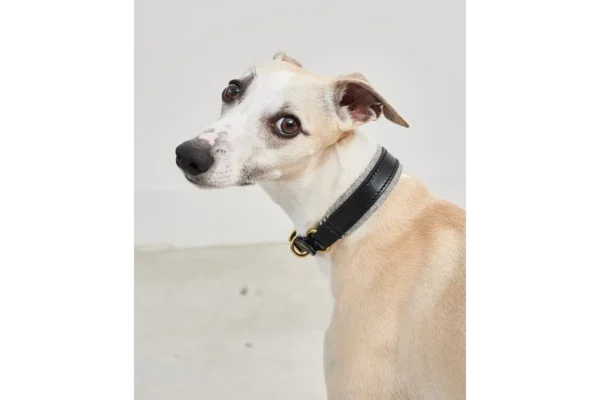 Cane Siena, Collar, BlackFelt Gray