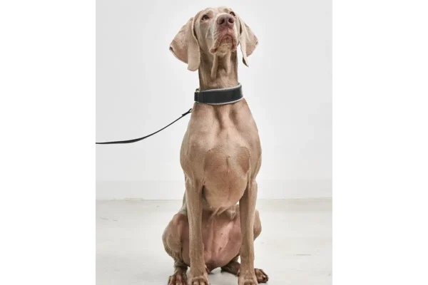 Cane Siena, Collar, BlackFelt Gray