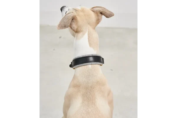 Cane Siena, Collar, BlackFelt Gray