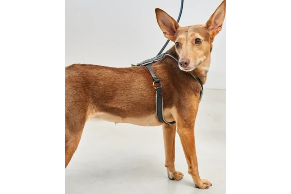 Cane Verona, Harness, Black