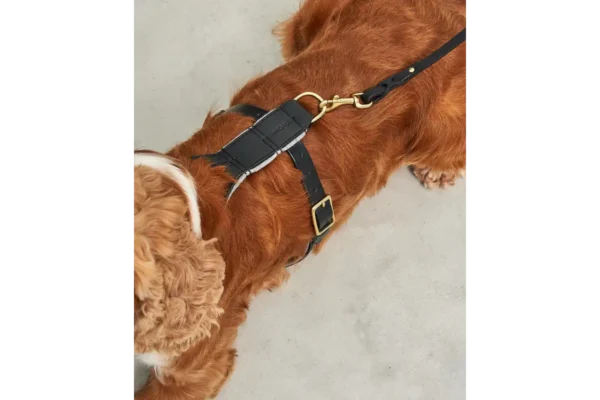 Cane Verona, Harness, Black