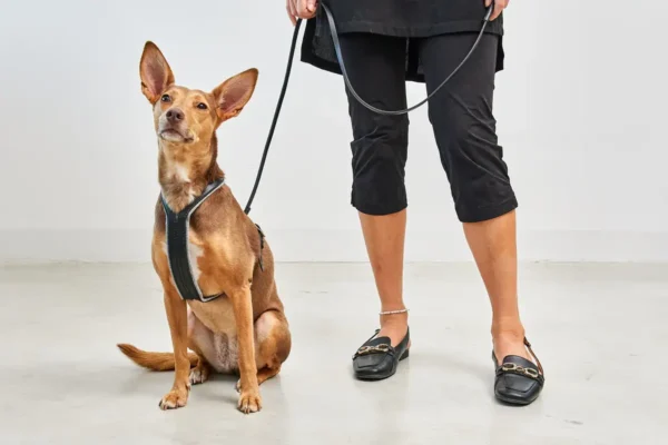 Cane Verona, Harness, Black