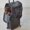 Cane Volata, Travel Bag, Asphalt