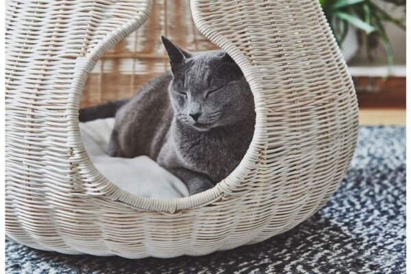 Gatto Perla, Cat Cave, Natural