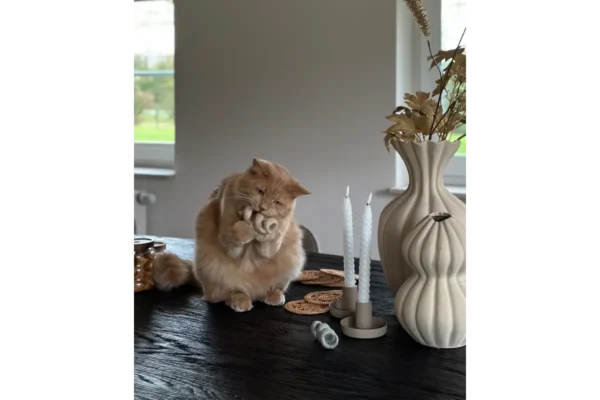 Gatto Spira, Cat toy, Moon